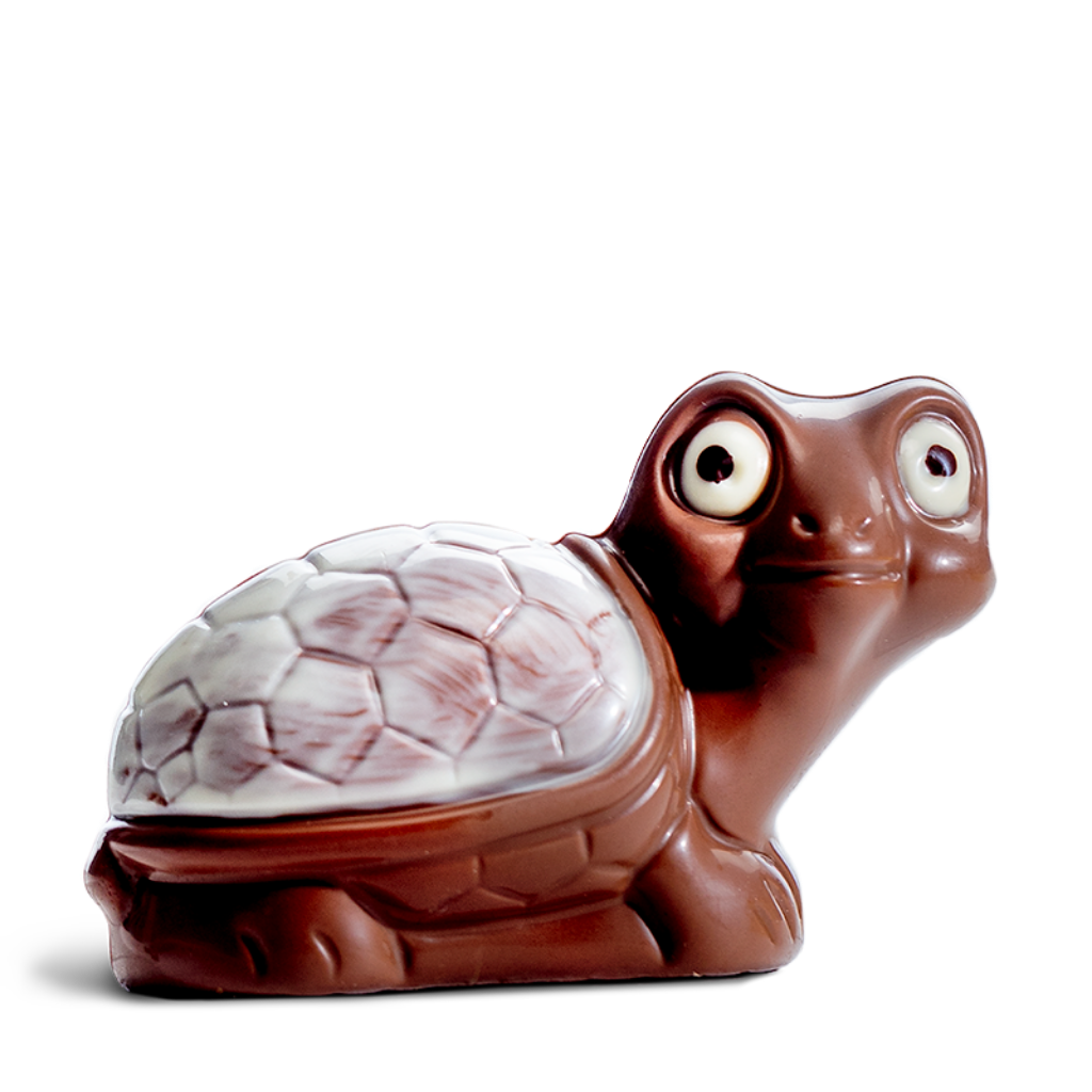 Schildkröte Schildkröte